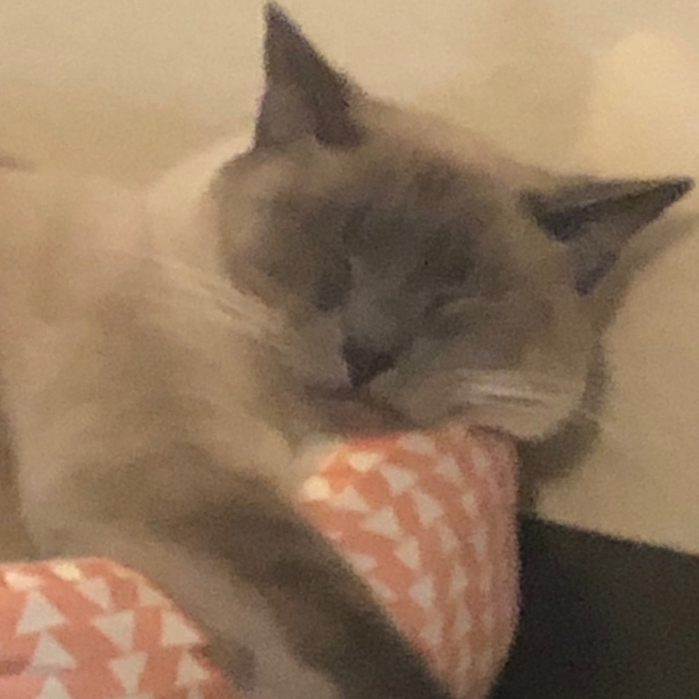 Meet your Posher, Venus